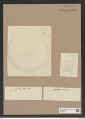 Stictodiscus sp. (de-Toni-Nr.: Genus 205) Zeichnungen Sammlung Grunow Nr. 9062 (NHMW-BOT-W0378807)